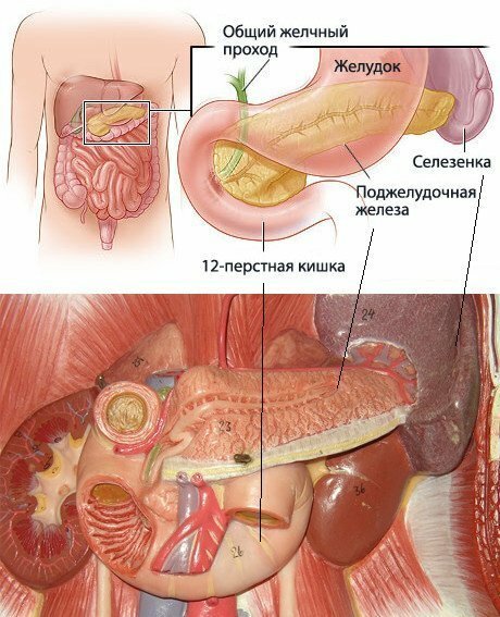 Фото с какой стороны желудок у человека фото