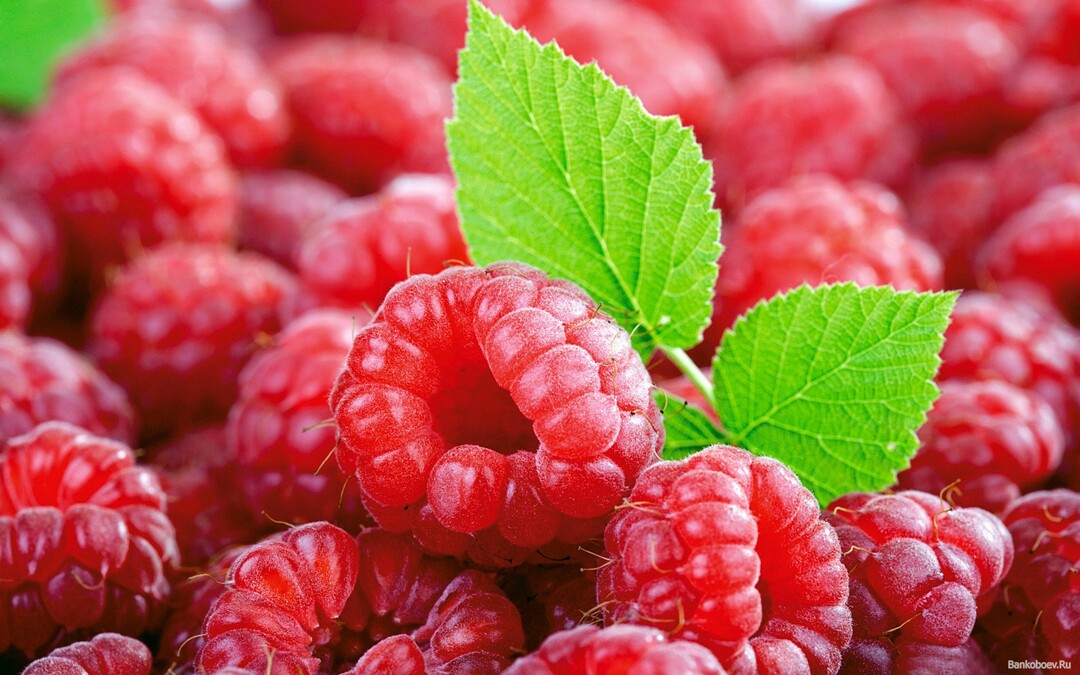 Raspberries for colds