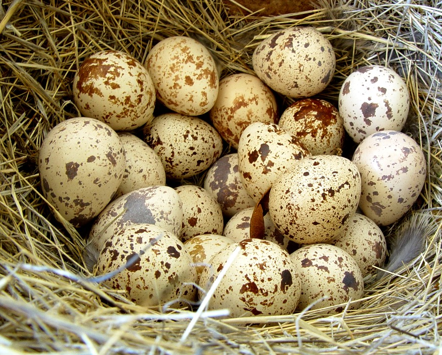 Quail eggs: benefit and harm
