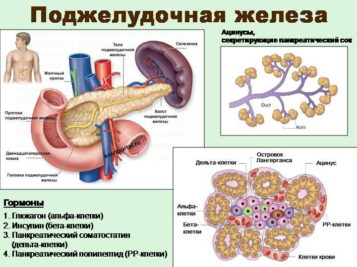 Estrutura do pâncreas