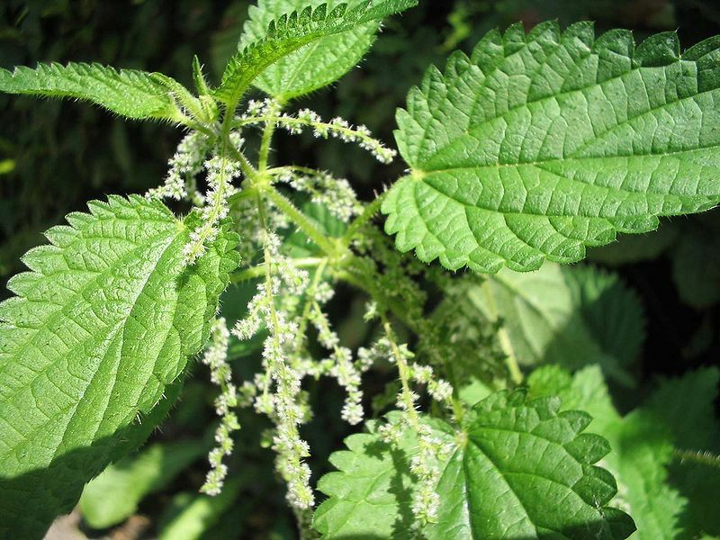 Nettle: benefit and harm