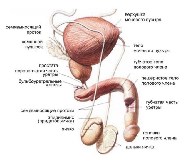 Where is the prostate gland in men?