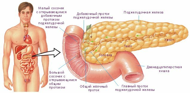 A szerv anatómiája