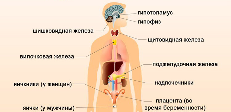 Endokrini sustav čovjeka: funkcije, organi, hormoni, bolesti