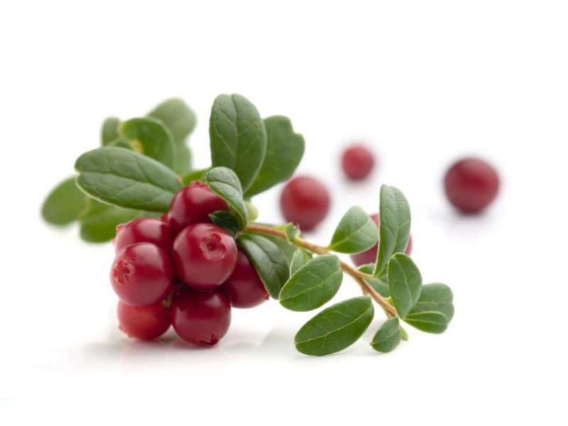 Lingonberry: nuttige en schadelijke eigenschappen