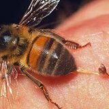 Prvá pomoc s vôňou včiel