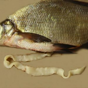 Parasites in fish