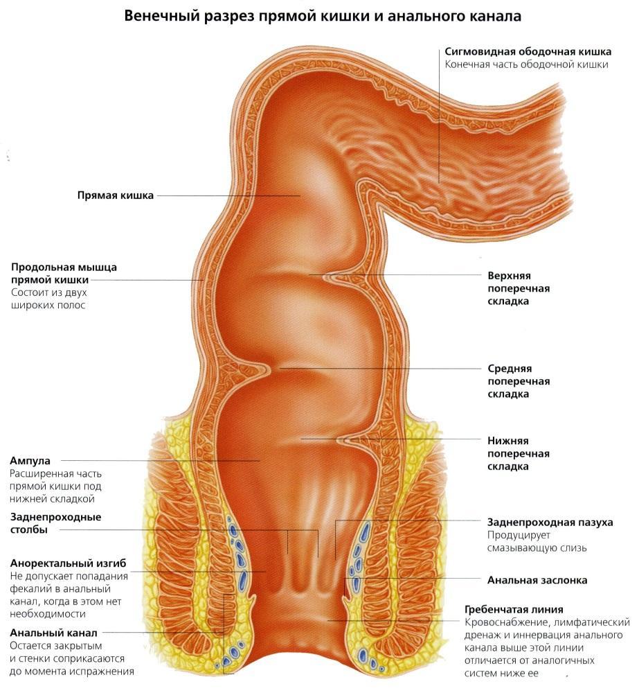 Rektum i analni kanal zajedno čine posljednji dio gastrointestinalnog trakta. Primaju otpadnu hranu u obliku izmeta i dopuštaju im da napuste tijelo 