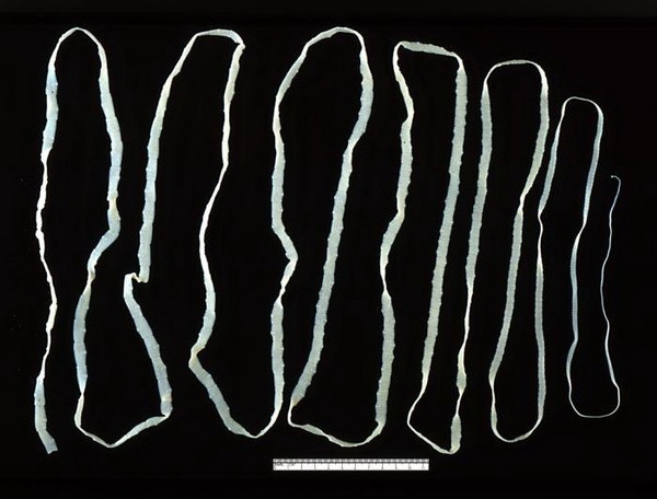 3-rund lintworm