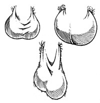 Two testicles