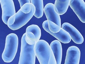 Colibacillus