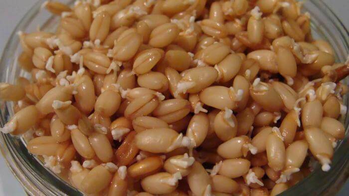Sprouted wheat: benefit and harm