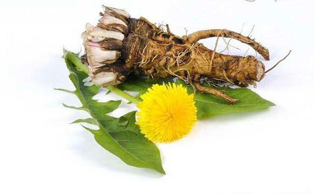 Useful and harmful properties of dandelion