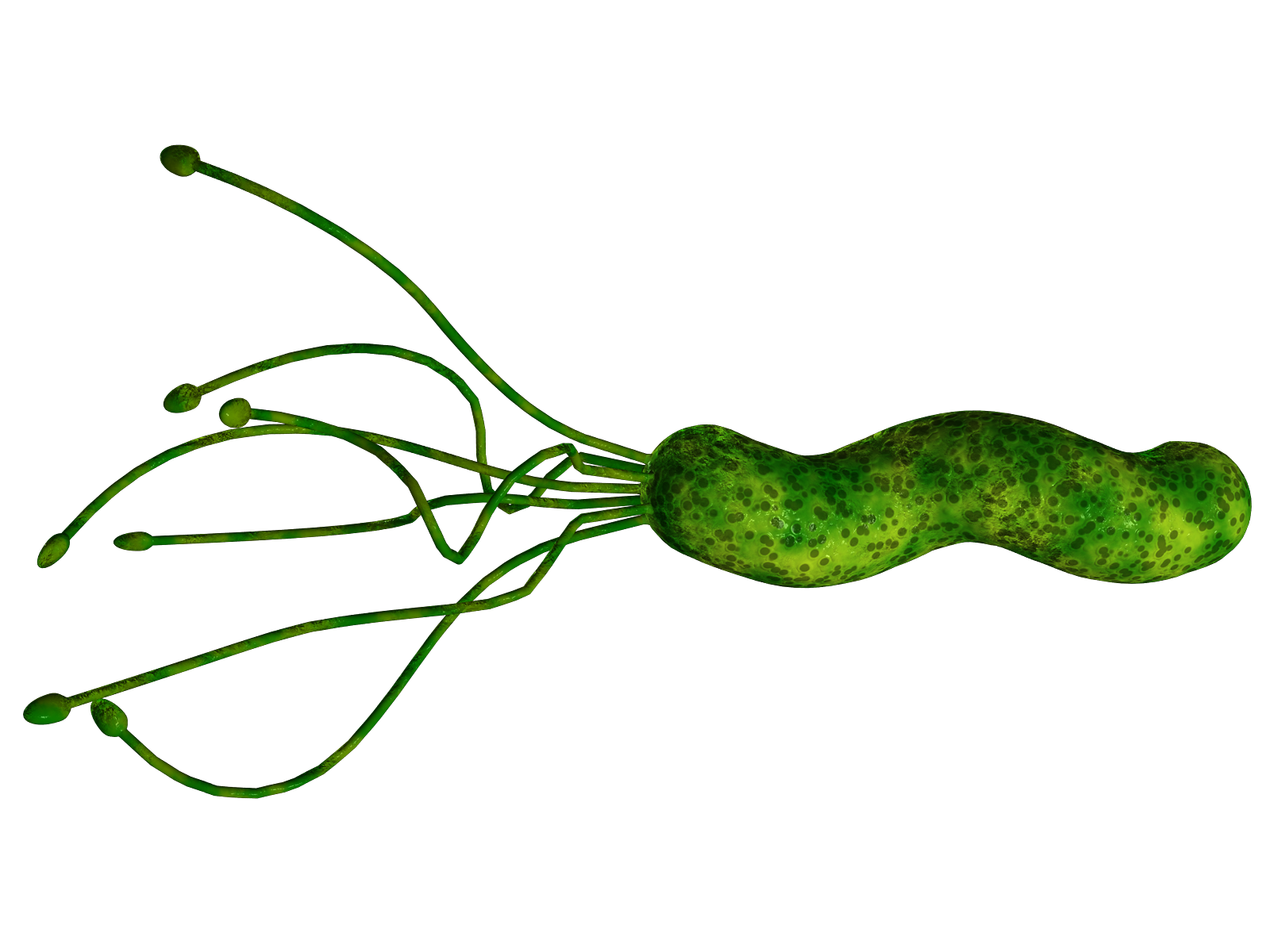 Diagnózis a Helicobacter pylori fertőzés