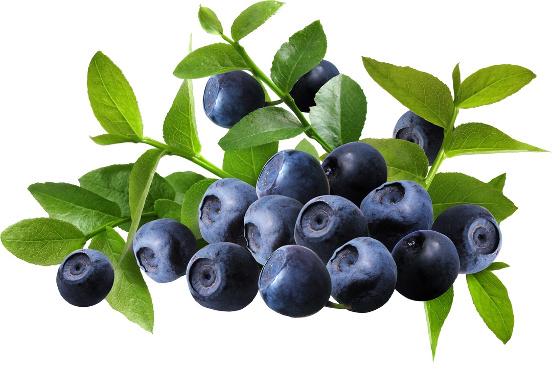 Blueberries: good and bad