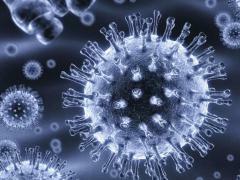 Papillomvirus er natur
