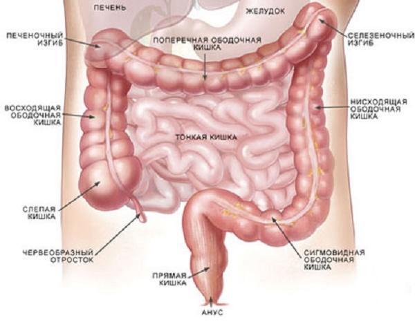 Em que segmentos consiste o intestino?