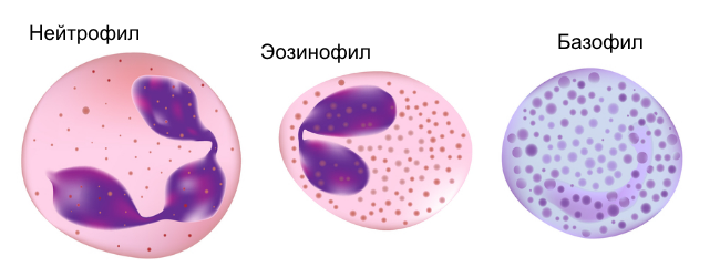 Cells-blood-analysis