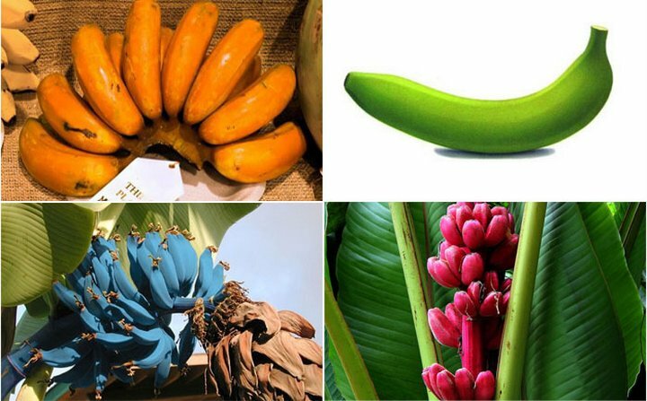 Banana: les avantages et les inconvénients