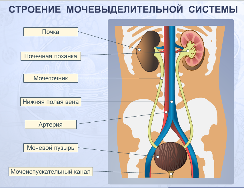 Structuur van de urinewegen