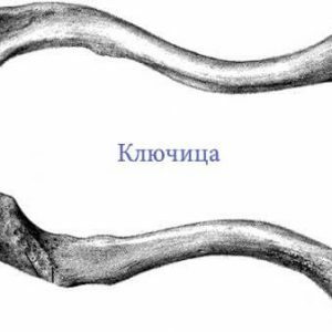 kości kończyn górnych, obojczyk