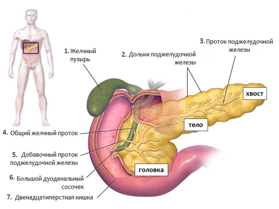 Páncreas - estructura