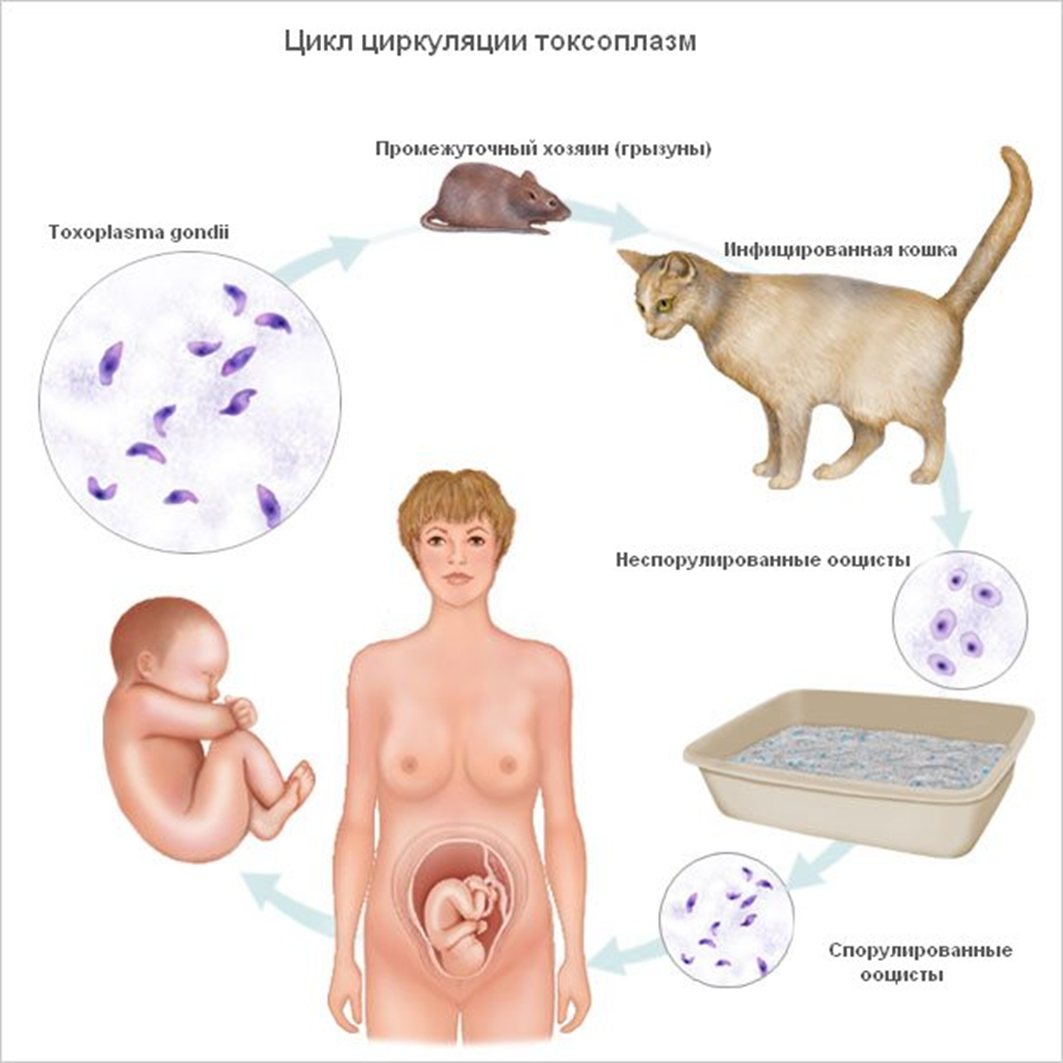 Toxoplasmosis: Symptoms, Causes, Diagnosis and Treatment