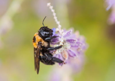 Wie ist die Allergie zu Insekten beißen( Bienen, Mücken, Wespen) und was sind die Behandlungsmethoden?
