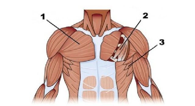 body anatomia