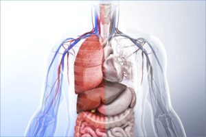 Organs on the right in the abdomen