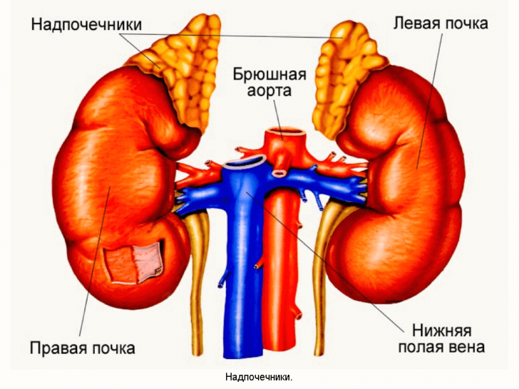 Corticosteroma adrenal: symptomer og behandling