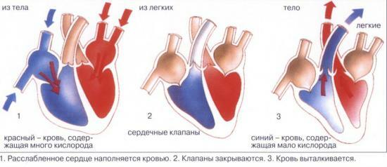 Forberedelser styrker hjertemusklen, de populære opskrifter af behandling og forebyggelse