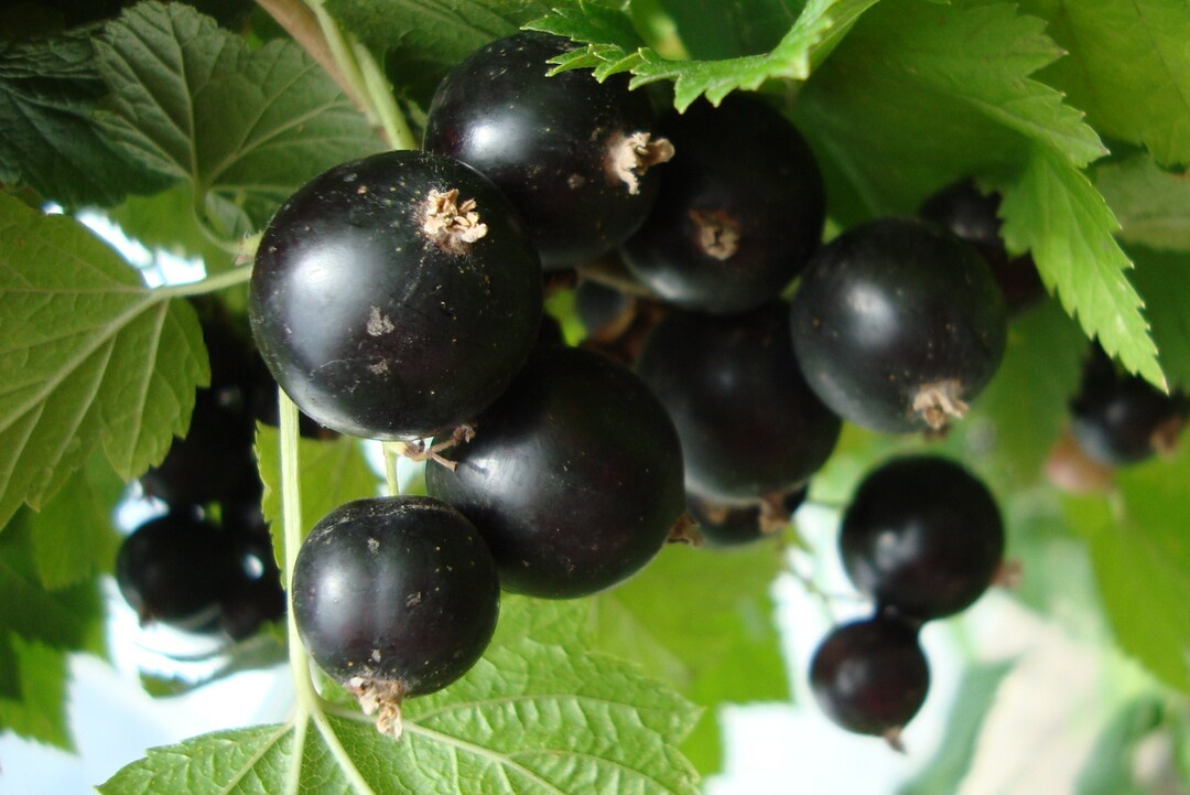 Currant as a remedy for temperature
