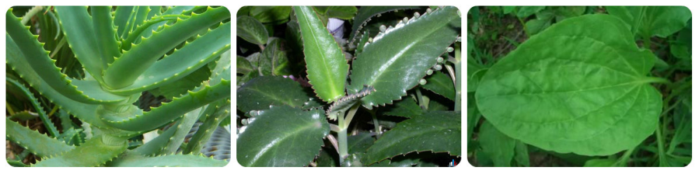 Ljekovitog bilja (Aloe, kalanchoe, trputac)