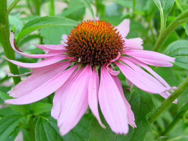 Echinacea: medicinal properties, indications and contraindications for use
