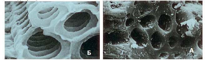 Poren von Kohle unter einem Mikroskop