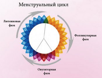 Phase-menstrual cycle