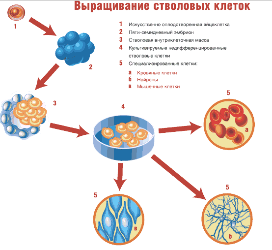 Application of stem cells in medicine