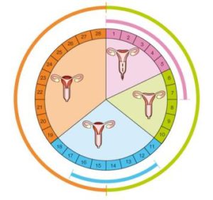Női menstruációs ciklus