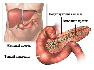 Vorrichtung der Bauchspeicheldrüse
