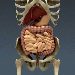 Intestino humano