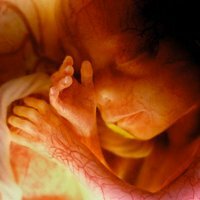 Steg för embryonutveckling