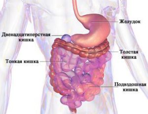 Ľudský gastrointestinálny trakt
