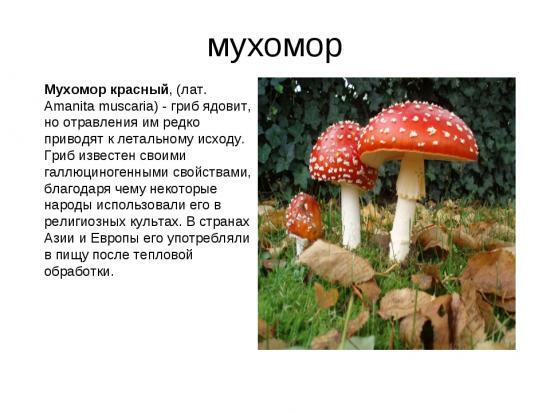 jamur Agaric, sifat obat, resep tincture dan salep, penggunaan