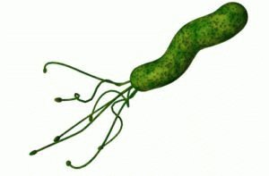 Helicobacter pylori bakterijos
