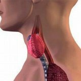 Treatment of hypothyroidism with folk remedies