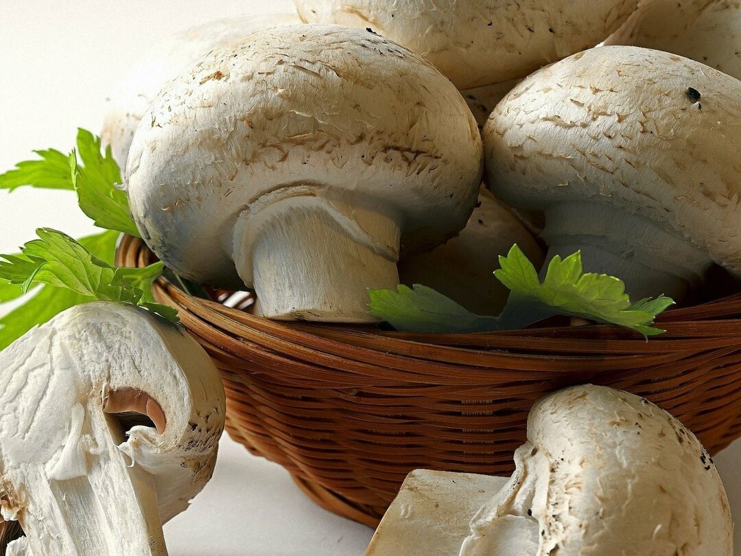 Gljive: koristi i štete