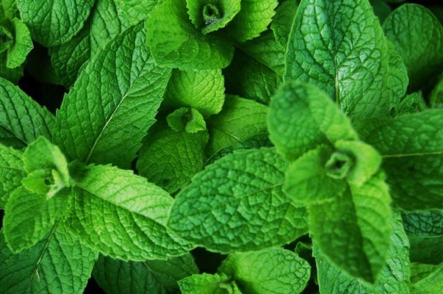 Why men can not routinely use peppermint?
