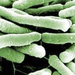 Vibrio cholerae, Escherichia coli