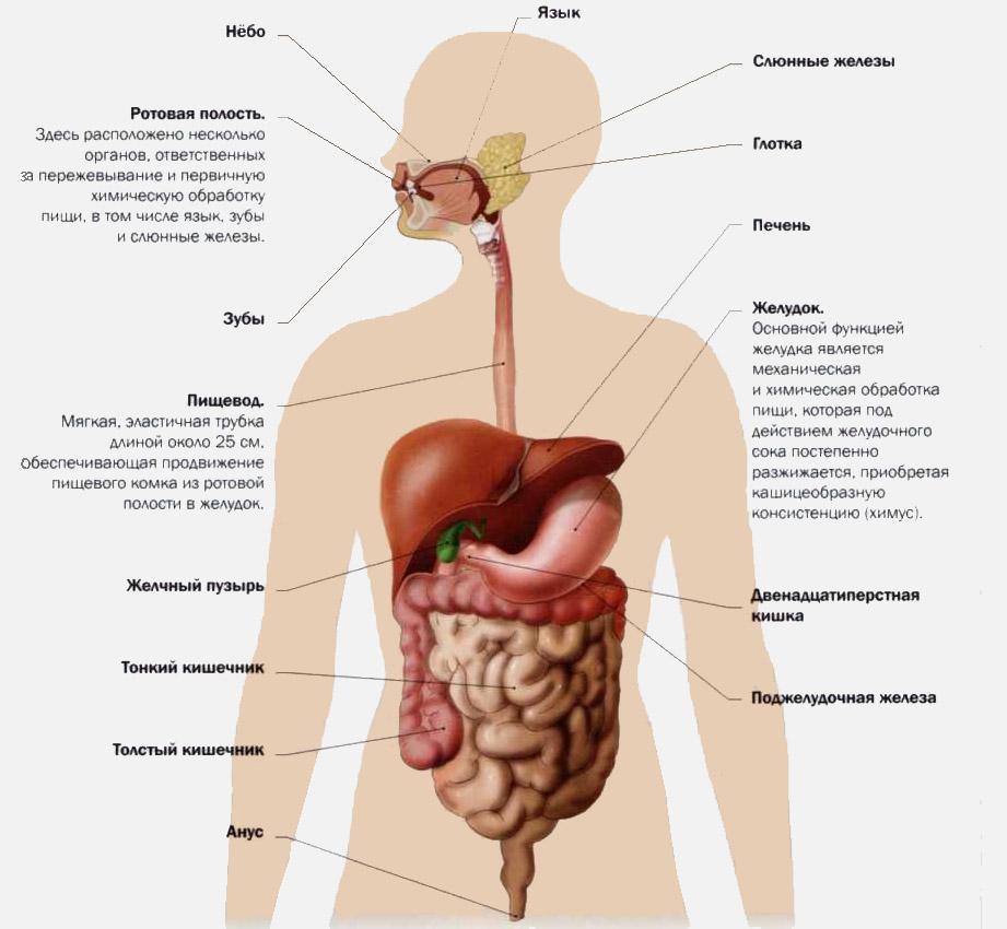 Anatomía del tracto gastrointestinal